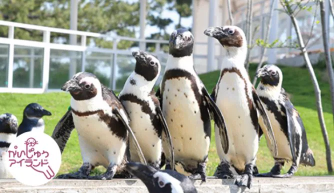 พื้นที่แสดงกลางแจ้งของ Sea World Uminonakamichi Marine Animal Island สามารถชมสัตว์ทะเลจากมุมมองต่างๆ