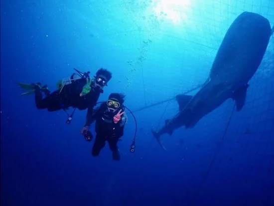 ภาพจริงของการดำน้ำ Fun Dive กับฉลามวาฬที่โอกินาว่า แม้ฉลามวาฬจะอยู่ในเลี้ยงในทะเล การออกเรือก็ยังได้รับผลกระทบจากลมและสภาพทะเล