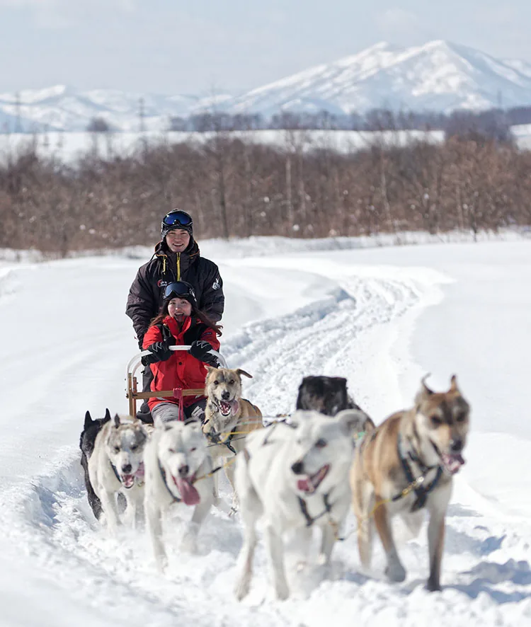 dog sledding ที่ Shikaoi ใน Tokachi ต้องวางแผนการเดินทางและสภาพถนนฤดูหนาวร่วมกับกิจกรรม