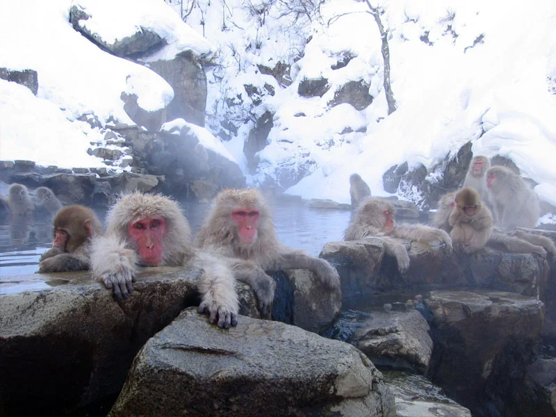 เส้นทางท่องเที่ยวฤดูหนาวนากาโนะที่เชื่อม Snow Monkey Park กับสถานที่ในเมือง