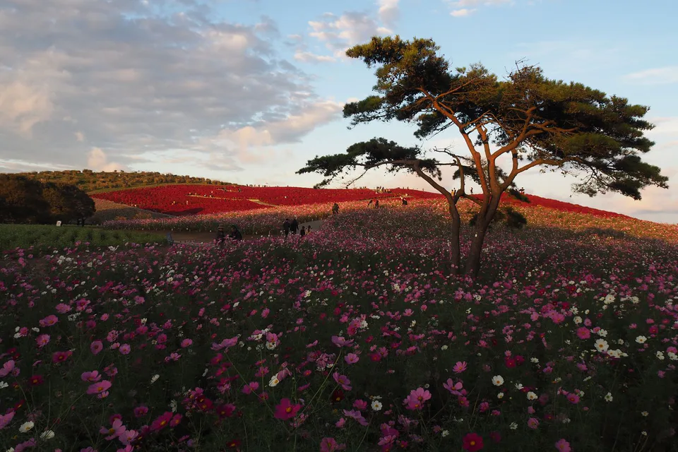 วิวสวนฤดูใบไม้ร่วงของอุทยาน Hitachi Seaside Park ซึ่งดำเนินการโดยรัฐ อธิบายว่าการเที่ยวชมดอกหญ้ากวาดล้างในหนึ่งวันต้องเตรียมเวลาในการเดินทางด้วยรถไฟ รถบัส และเดินในสวนไว้ล่วงหน้า