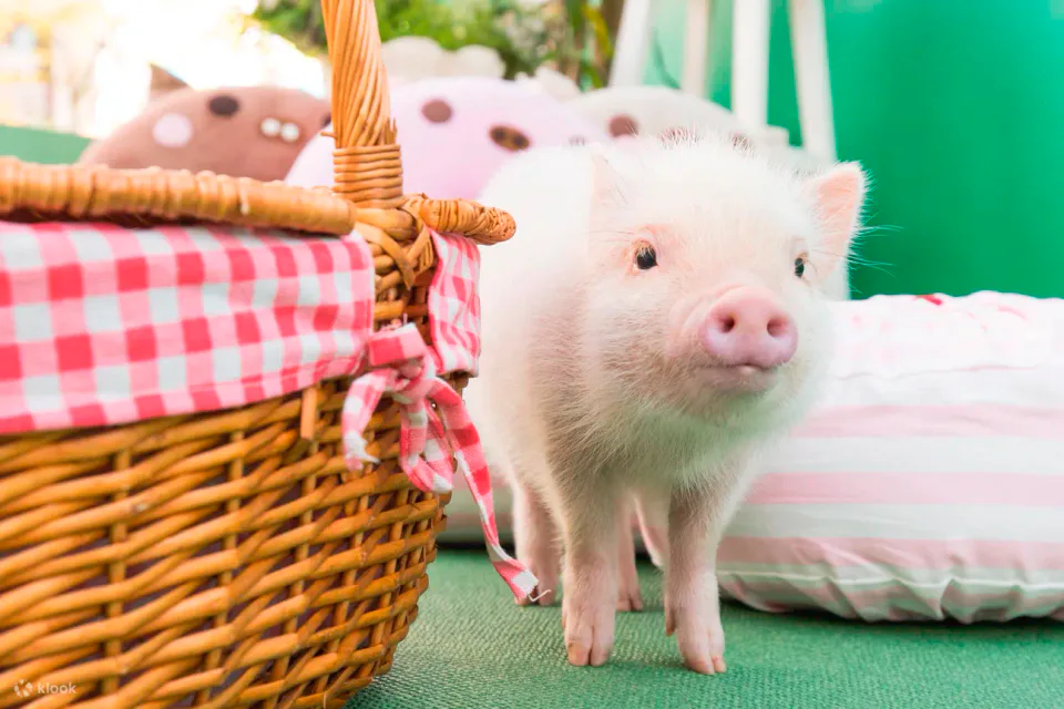 คาเฟ่หมูจิ๋วในฟุกุโอกะเท็นจิน มีกฎการโต้ตอบที่หมูจะเป็นฝ่ายเข้ามาหานักท่องเที่ยวเอง