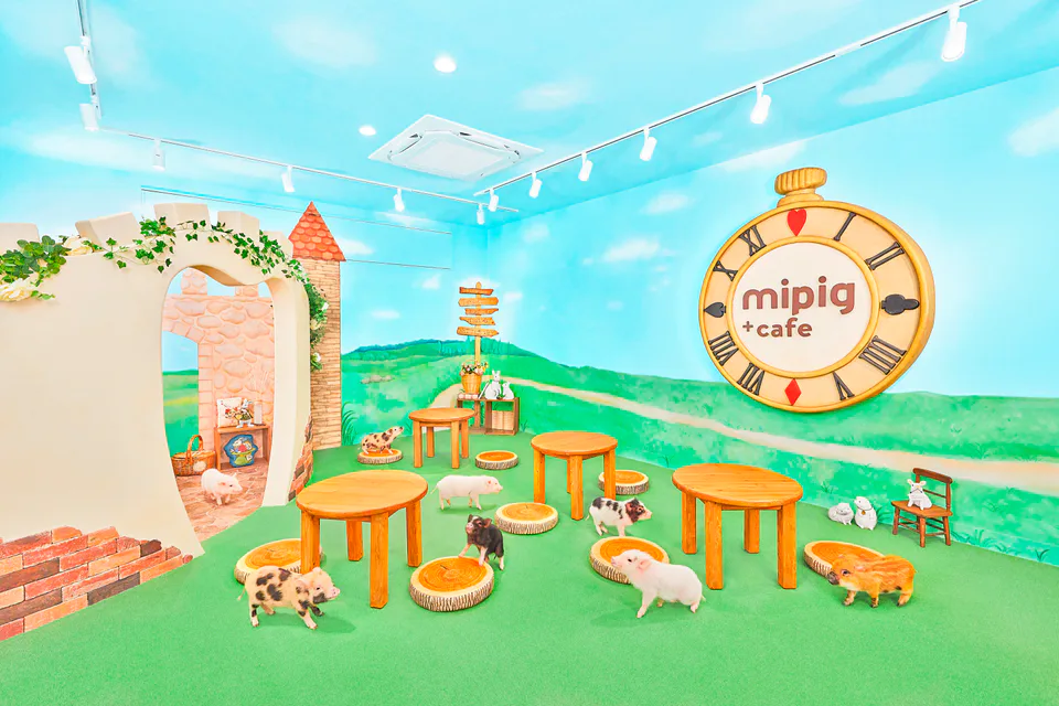 mipig cafe ฟุกุโอกะ เท็นจิน|คนไทยต้องเช็กกฎ 48 ชั่วโมงก่อนเลือก 25 หรือ 55 นาที