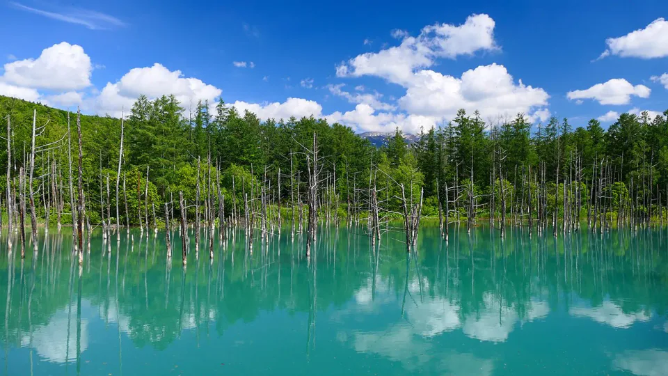 Blue Pond ในบิเอะเป็นหนึ่งในจุดหลักของ Biei View Bus ปี 2026
