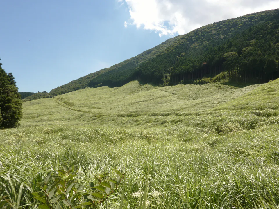 ทุ่งสุสุกิ Sengokuhara ใกล้ Mount View Hakone