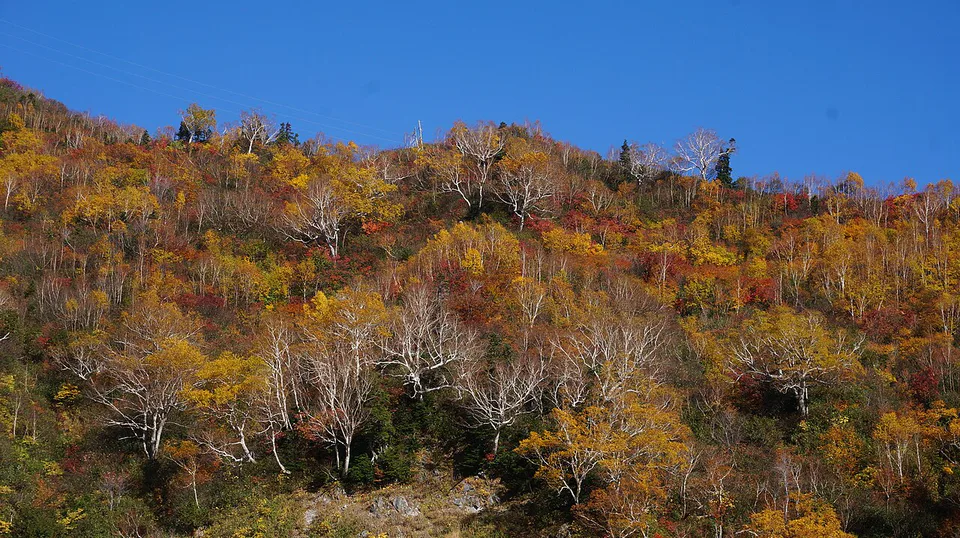 วิวฤดูใบไม้ร่วงบริเวณ Tateyama Kurobe ซึ่งช่วงสีสวยแตกต่างกันตามระดับความสูง