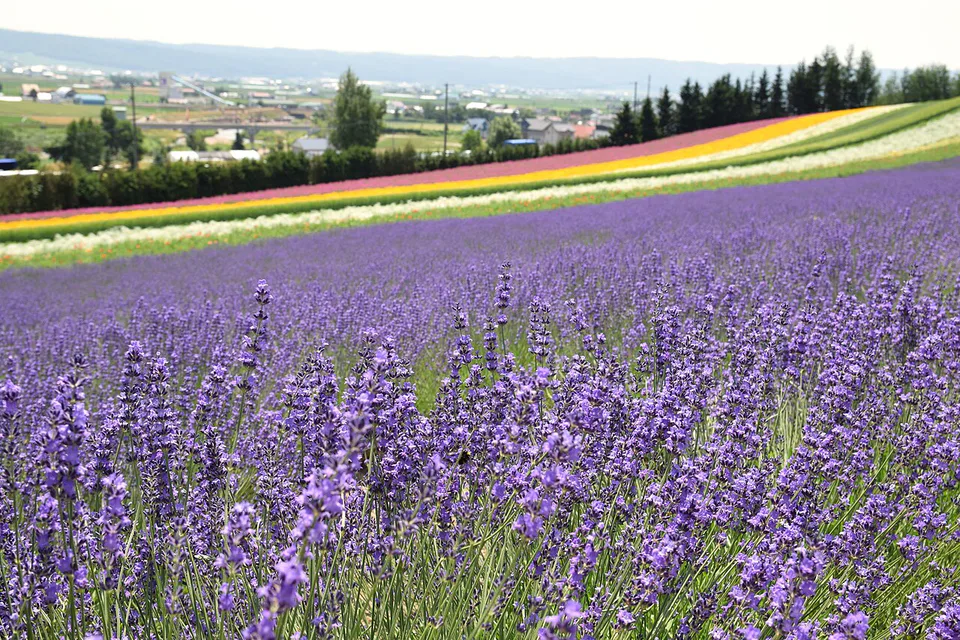 วิว Furano ในฮอกไกโด ซึ่งแสดงเหตุผลที่รถพร้อมคนขับมีมูลค่าเมื่อสถานที่ท่องเที่ยวกระจายตัว