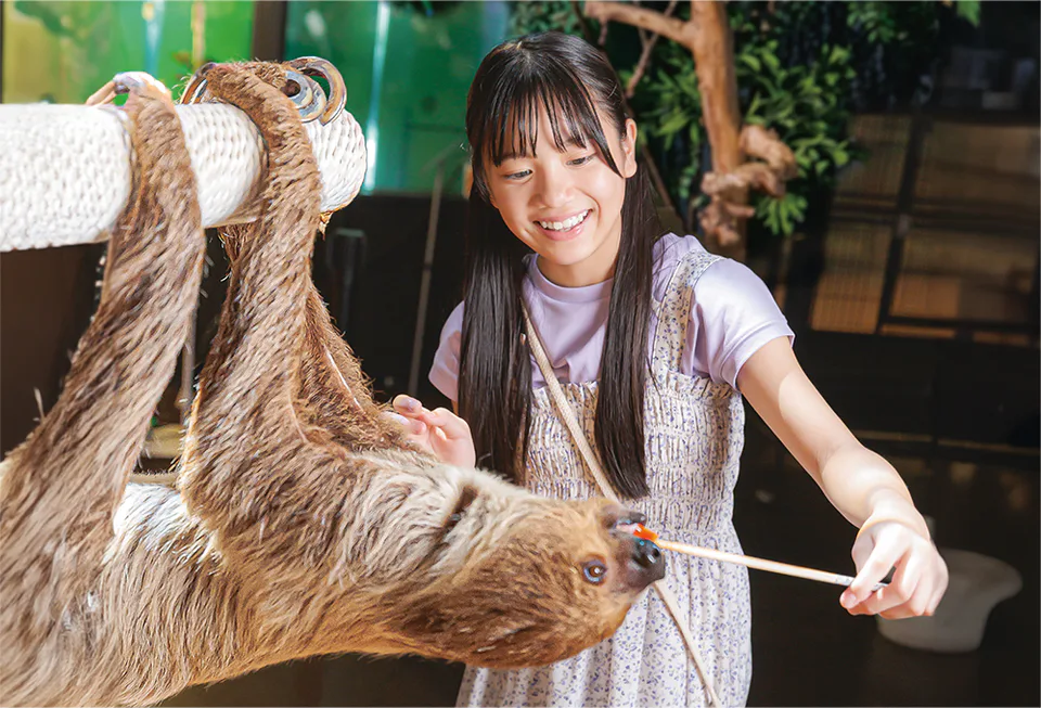 พิพิธภัณฑ์สัตว์น้ำ DMM Kariyushi โอกินาว่า ใกล้ชิดกับการแสดงและให้อาหารลิงอุรังอุตัง