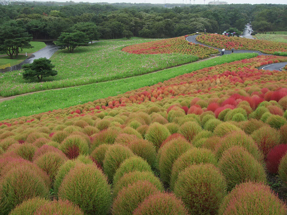 Hitachi Seaside Park kochia 2026|ควรไปตอนเขียว ไล่สี แดง หรือทอง