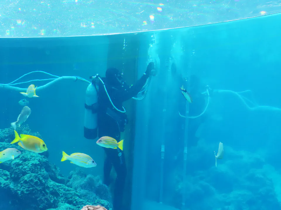 ทริปครอบครัวไป Okinawa Churaumi Aquarium และการวางจังหวะเที่ยวฝั่งเหนือ