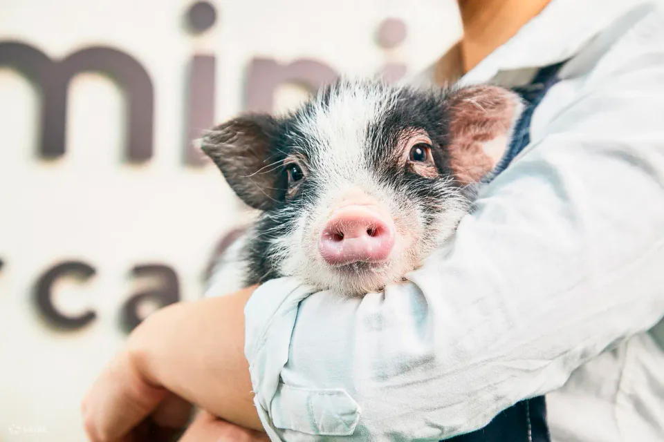 ฟุกุโอกะ Mipig Cafe หมูจิ๋วที่มีปฏิสัมพันธ์ใกล้ชิด นักท่องเที่ยวต้องนั่งลงรอให้หมูเข้ามาใกล้